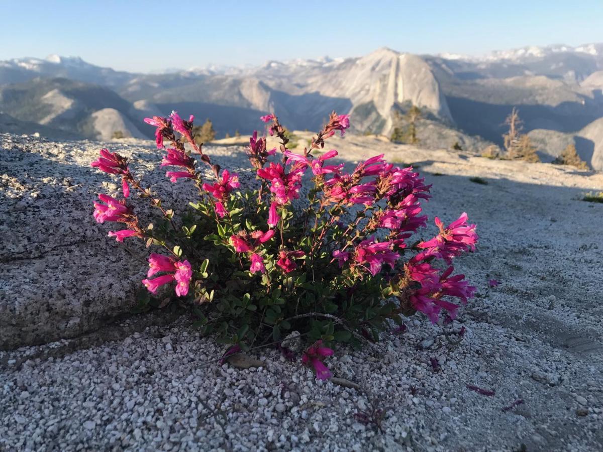 شقة Morning Star Vista Near Yosemite - Countryside With Mountain Views ماريبوسا المظهر الخارجي الصورة